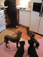 Dinner is serious business for Marley, Bruce, Shelly, Olive, Lilly
