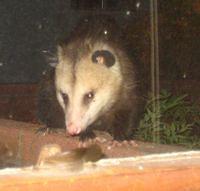 Possum at my window